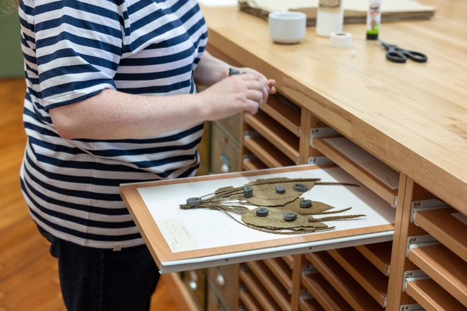 Drawer puled out with mounted dried specimen sitting on it and herbarium team member preparing item for storage