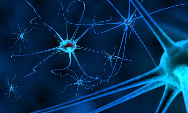 nerves network