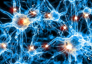2D image of neurons