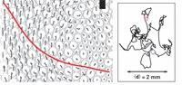 foam fluct