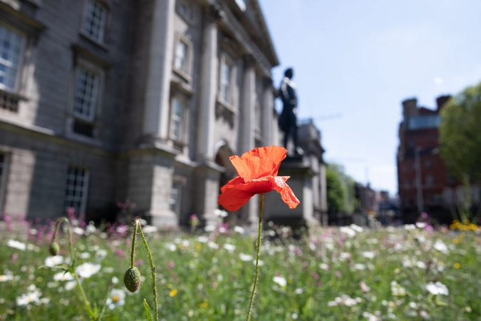 wildflower front gate TCD