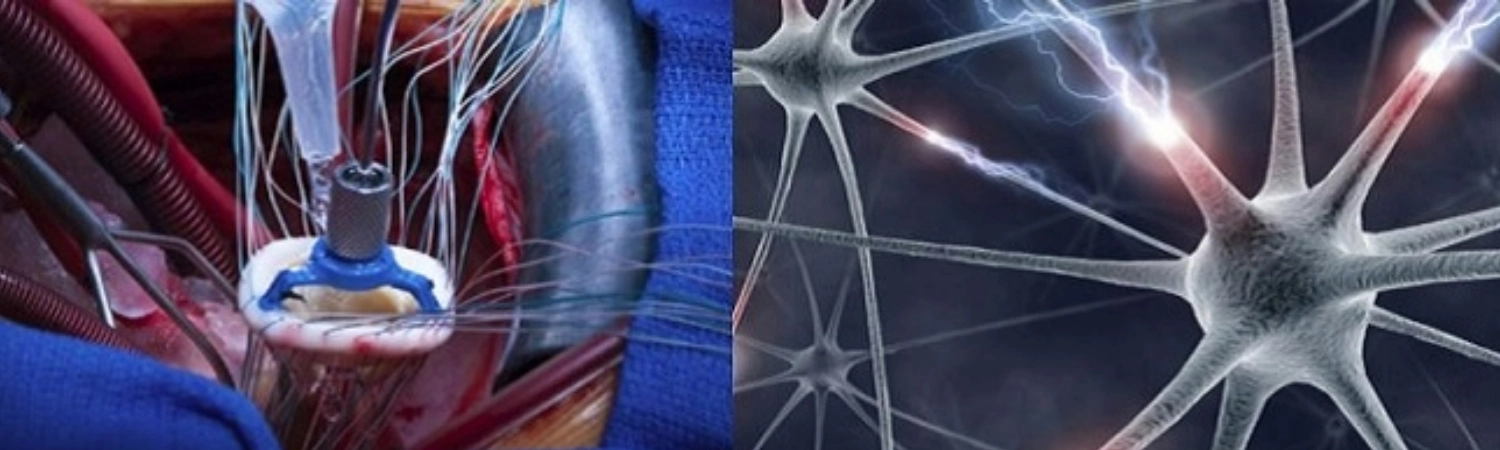 Two images of heart valves and cell diagrams