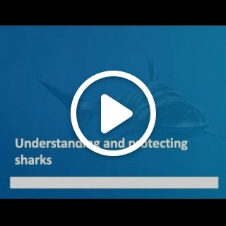Understanding and protecting sharks