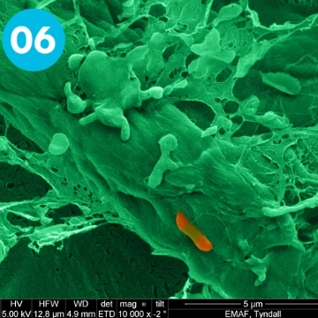 Bacteria on a wipe