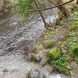 River Liffey Field Trip, April 2023 3