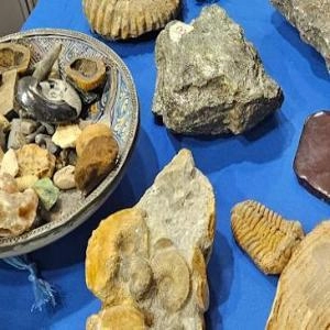An assortment in different shapes and sizes of geology Rock and Fossil Specimens.