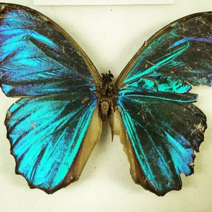 Zoology Museum Gallery 2