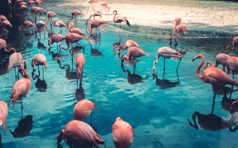 Size matters! Flock numbers and new faces are important in boosting flamingo populations