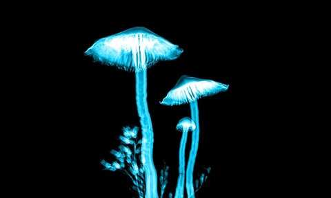 Promising results from psilocybin therapy trial for treatment-resistant depression