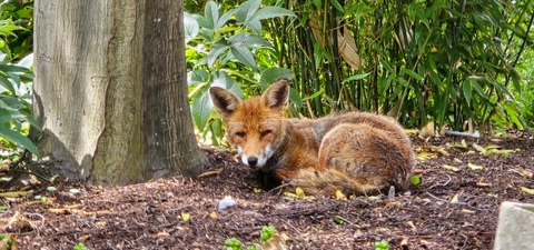 Sam, the beloved Trinity Fox, has passed away