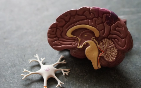 Fresh understanding of ageing in the brain offers hope for treating neurological diseases