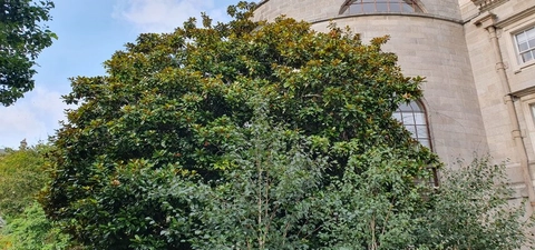 Trinity's trees - featuring the Southern Magnolia