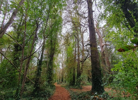 Trees of the month &ndash; Santry Sports Grounds