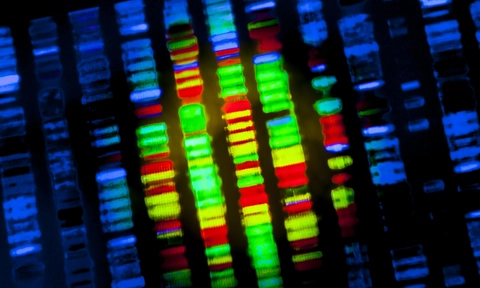 Geneticists discover hidden &ldquo;whole genome duplication&rdquo; that may explain why some species survived mass extinctions
