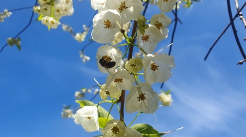 Tree of the Month - Mountain Silverbell