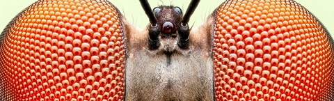 Insect Week 2026: Stand Tall for the Small 