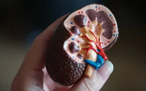 Trinity College researchers develop test to accurately diagnose active kidney injury