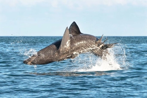 Shark shock &ndash; scientists discover filter-feeding basking sharks are warm-bodied like great whites