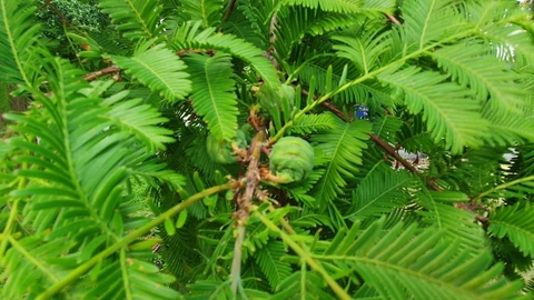 Tree of the Month - Dawn Redwood
