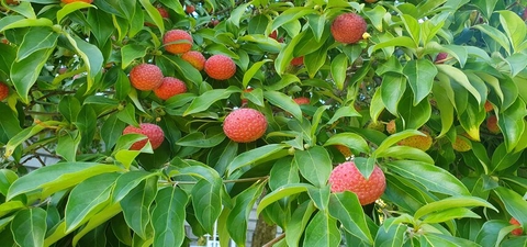 Trinity tree of the month - the Himalayan Dogwood