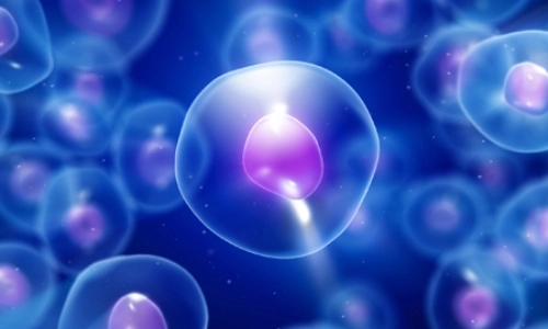 cells