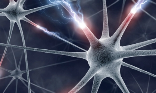 neurons