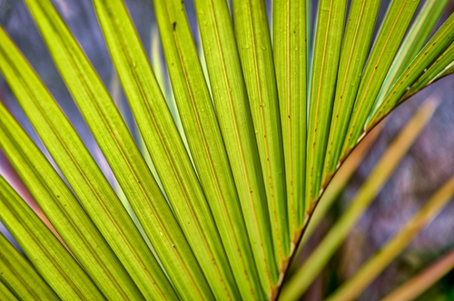 Plant from the School of Botany