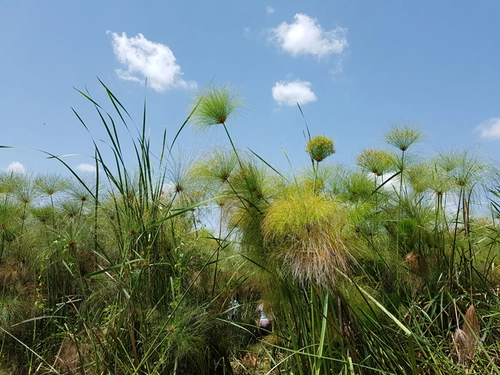 Botanical plants