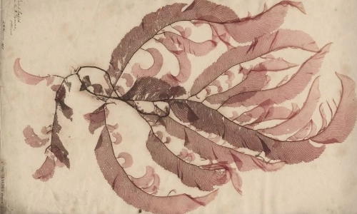 Image of a flower.