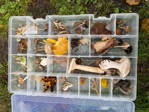 Clear plastic box of assorted  mushroom specimens