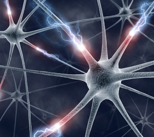 Neurons