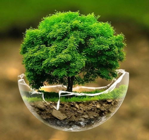 A visual representation of a tree growing in a glass orb