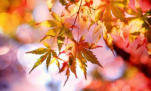 Autumn leaves - red yellow and orange on tree