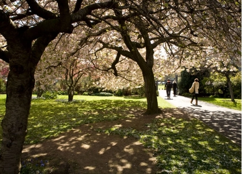 Trees on Trinity College Campus.