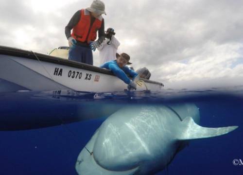 Researchers observing a shark.