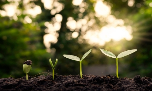 Image illustrating a tree sapling at different staged of growth in soil. Blurred greenery and sunshine in the background.