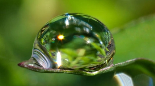 Rain drop captured on  the branch of a plant.