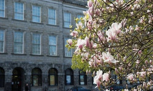 A cherry blossom tree in front of the Old Library building in Trinity College Dublin