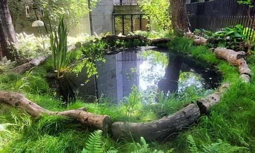 TCD wildlife pond