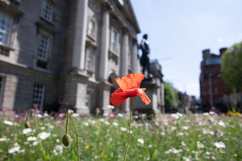 wildflower front gate TCD