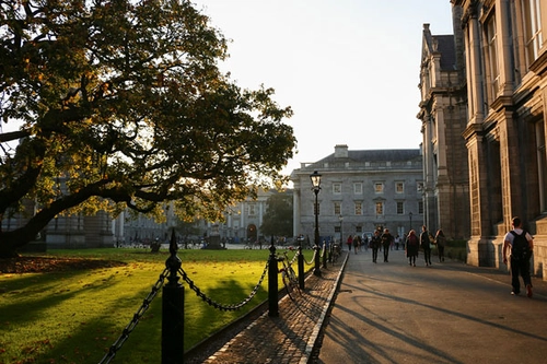 A late evening image of sunlight through a tree on the grounds of Trinity College Dublin