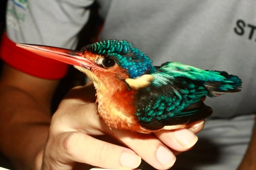 A bird in a person's hand