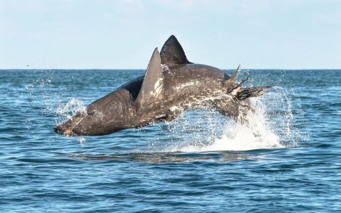 Breaching basking shark. Copyright Youen Jacob.