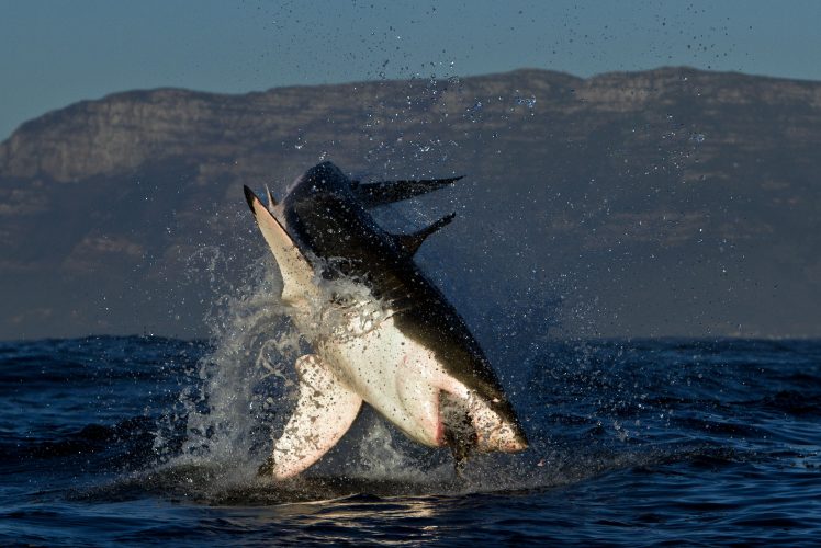 White shark breach, copyright Morne Hardenberg.