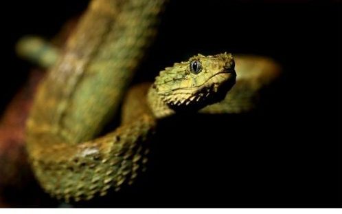 The venomous Green Bush Viper (Atheris squamigera) in Cameroon. Image:  Benjamin Tapley.