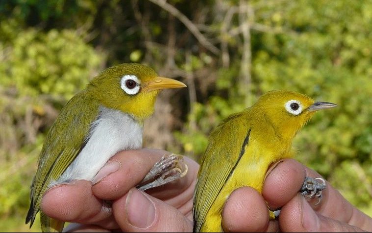 The two new species shown together: L to R, the Wangi-wangi white-eye and the Wakatobi white-eye. Image: Nicola Marples and David Kelly.