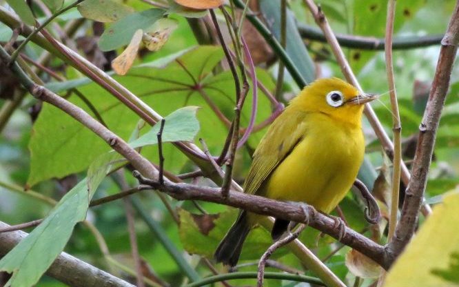 The Wakatobi white-eye. Image: Seán Kelly.