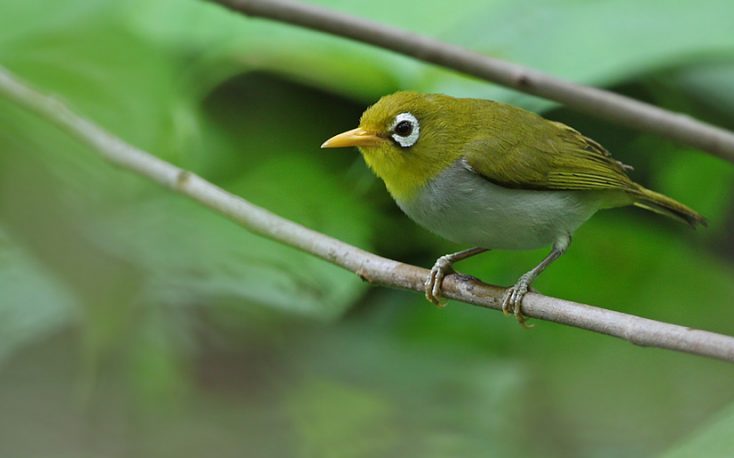 The Wangi-wangi white-eye. Image: James Eaton.