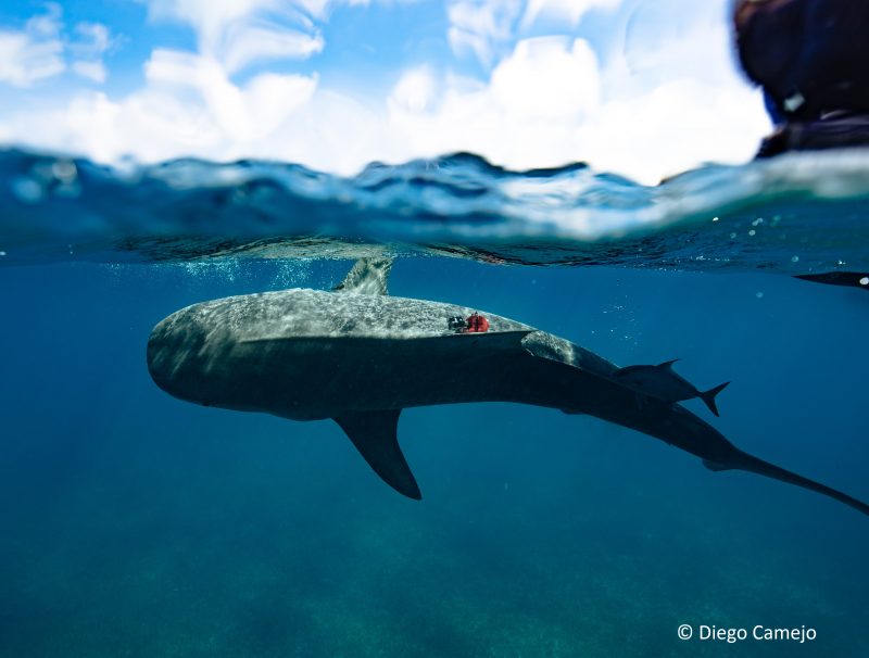 A tiger shark is released after tagging in the Bahamas. Image credit: Diego Camejo