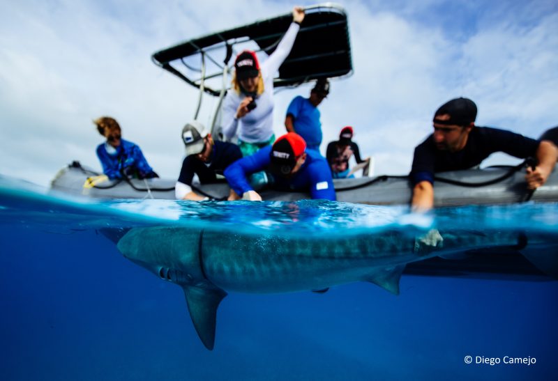 Dr Nicholas Payne tags a tiger shark in the Bahamas. Credit: Diego Camejo.